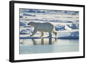 Polar Bear, Svalbard, Norway-Paul Souders-Framed Photographic Print