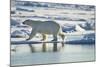 Polar Bear, Svalbard, Norway-Paul Souders-Mounted Photographic Print