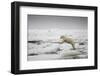 Polar Bear, Svalbard, Norway-Paul Souders-Framed Photographic Print