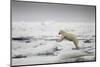 Polar Bear, Svalbard, Norway-Paul Souders-Mounted Photographic Print