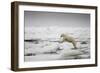 Polar Bear, Svalbard, Norway-Paul Souders-Framed Photographic Print