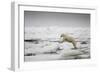 Polar Bear, Svalbard, Norway-Paul Souders-Framed Photographic Print