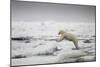 Polar Bear, Svalbard, Norway-Paul Souders-Mounted Photographic Print