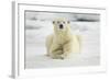 Polar Bear, Svalbard, Norway-Paul Souders-Framed Photographic Print