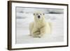 Polar Bear, Svalbard, Norway-Paul Souders-Framed Photographic Print