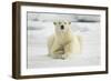 Polar Bear, Svalbard, Norway-Paul Souders-Framed Photographic Print