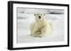 Polar Bear, Svalbard, Norway-Paul Souders-Framed Photographic Print