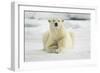 Polar Bear, Svalbard, Norway-Paul Souders-Framed Photographic Print