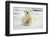 Polar Bear, Svalbard, Norway-Paul Souders-Framed Photographic Print