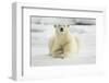 Polar Bear, Svalbard, Norway-Paul Souders-Framed Photographic Print