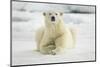 Polar Bear, Svalbard, Norway-Paul Souders-Mounted Photographic Print