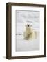 Polar Bear, Svalbard, Norway-Paul Souders-Framed Photographic Print