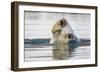 Polar Bear, Svalbard, Norway-Paul Souders-Framed Photographic Print