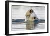 Polar Bear, Svalbard, Norway-Paul Souders-Framed Photographic Print