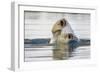 Polar Bear, Svalbard, Norway-Paul Souders-Framed Photographic Print