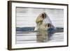 Polar Bear, Svalbard, Norway-Paul Souders-Framed Photographic Print