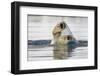 Polar Bear, Svalbard, Norway-Paul Souders-Framed Photographic Print