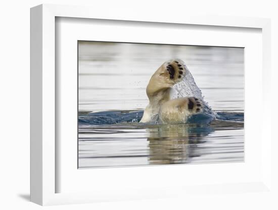 Polar Bear, Svalbard, Norway-Paul Souders-Framed Photographic Print