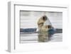 Polar Bear, Svalbard, Norway-Paul Souders-Framed Photographic Print