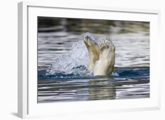 Polar Bear, Svalbard, Norway-Paul Souders-Framed Photographic Print