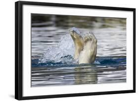 Polar Bear, Svalbard, Norway-Paul Souders-Framed Photographic Print