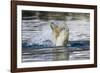 Polar Bear, Svalbard, Norway-Paul Souders-Framed Photographic Print