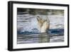 Polar Bear, Svalbard, Norway-Paul Souders-Framed Photographic Print