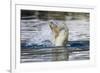 Polar Bear, Svalbard, Norway-Paul Souders-Framed Photographic Print