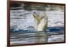 Polar Bear, Svalbard, Norway-Paul Souders-Framed Photographic Print