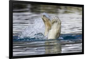 Polar Bear, Svalbard, Norway-Paul Souders-Framed Photographic Print