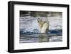 Polar Bear, Svalbard, Norway-Paul Souders-Framed Photographic Print