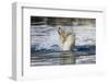 Polar Bear, Svalbard, Norway-Paul Souders-Framed Photographic Print