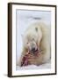 Polar Bear, Svalbard, Norway-Paul Souders-Framed Photographic Print