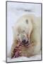 Polar Bear, Svalbard, Norway-Paul Souders-Mounted Photographic Print