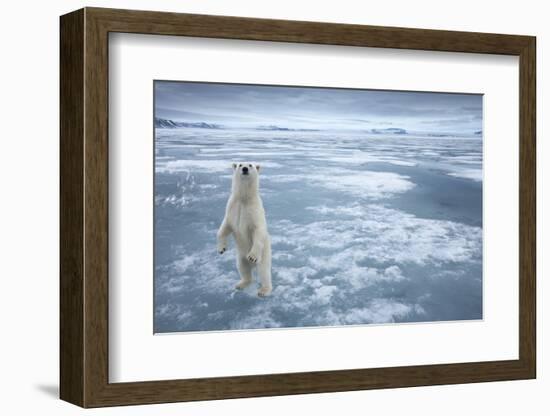 Polar Bear, Svalbard, Norway-null-Framed Photographic Print