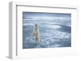 Polar Bear, Svalbard, Norway-null-Framed Photographic Print