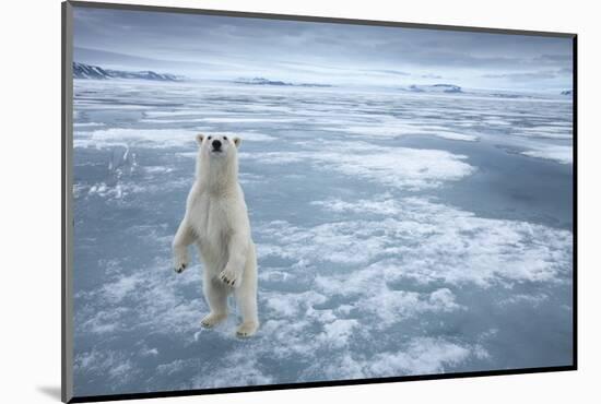 Polar Bear, Svalbard, Norway-null-Mounted Photographic Print