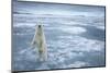 Polar Bear, Svalbard, Norway-null-Mounted Photographic Print