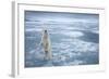 Polar Bear, Svalbard, Norway-null-Framed Photographic Print