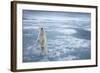 Polar Bear, Svalbard, Norway-null-Framed Photographic Print