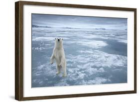 Polar Bear, Svalbard, Norway-null-Framed Photographic Print