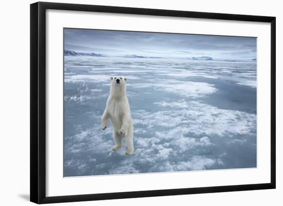 Polar Bear, Svalbard, Norway-null-Framed Photographic Print