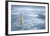 Polar Bear, Svalbard, Norway-null-Framed Photographic Print