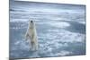 Polar Bear, Svalbard, Norway-null-Mounted Photographic Print
