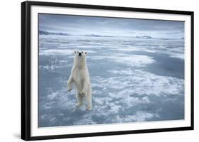 Polar Bear, Svalbard, Norway-null-Framed Photographic Print