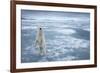 Polar Bear, Svalbard, Norway-null-Framed Photographic Print