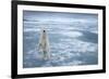 Polar Bear, Svalbard, Norway-null-Framed Photographic Print