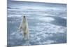 Polar Bear, Svalbard, Norway-null-Mounted Photographic Print