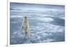 Polar Bear, Svalbard, Norway-null-Framed Photographic Print