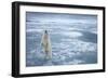 Polar Bear, Svalbard, Norway-null-Framed Photographic Print